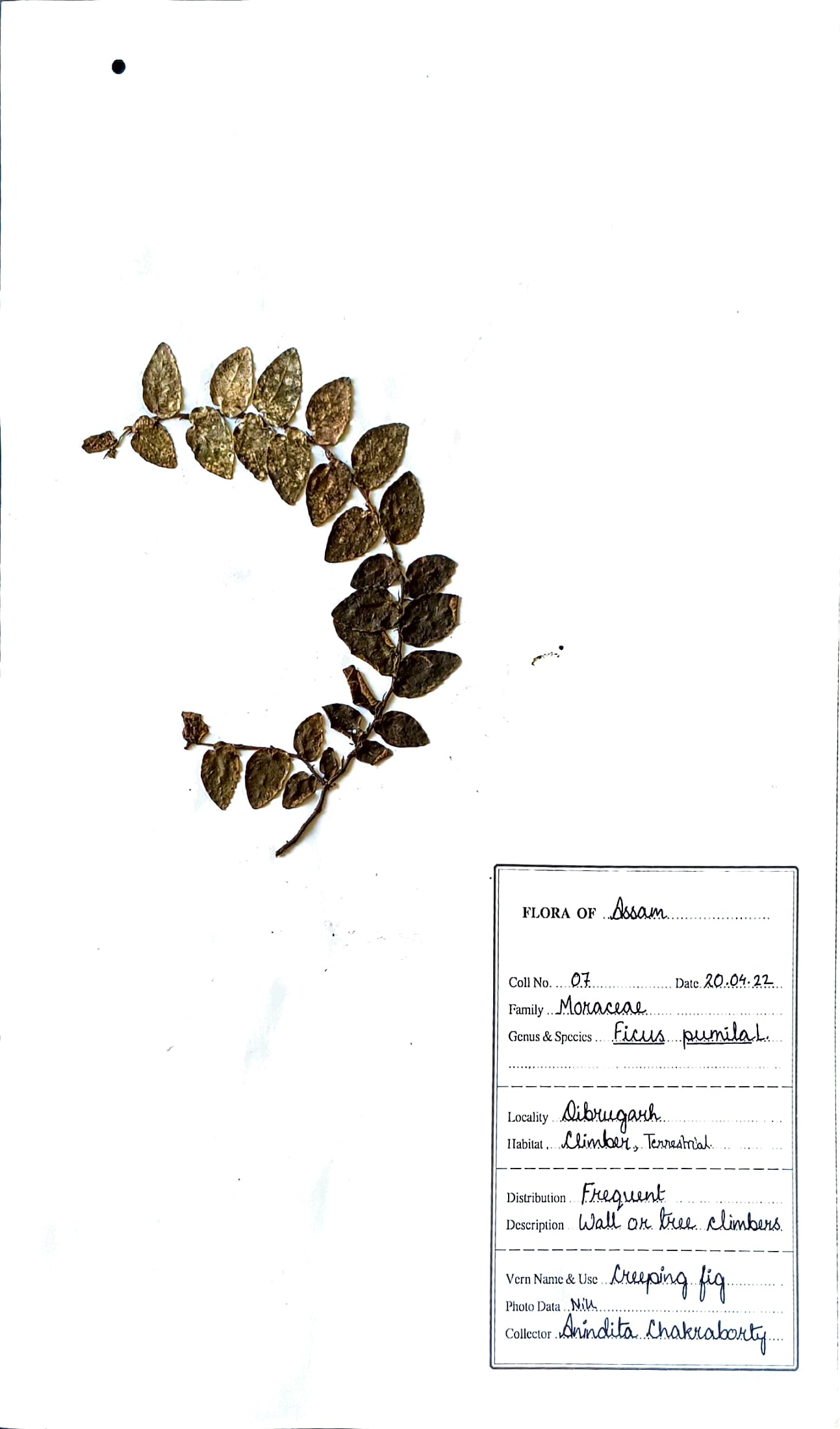 Lota Dimoru (Herbarium)